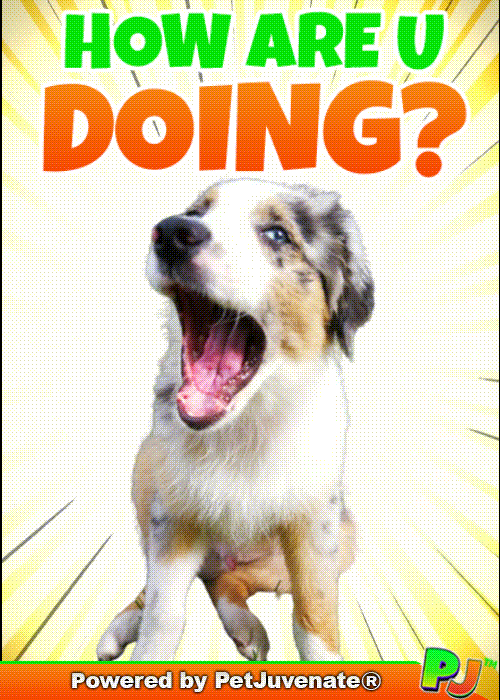 PetJuvenate petjuvenate henlo hooman fren love rescue dogs treatos and woofer for pupper GIF