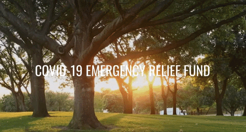 universityofdallas giphyupload GIF