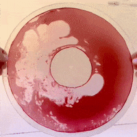 Vinyl Records GIF by Marco Santoro