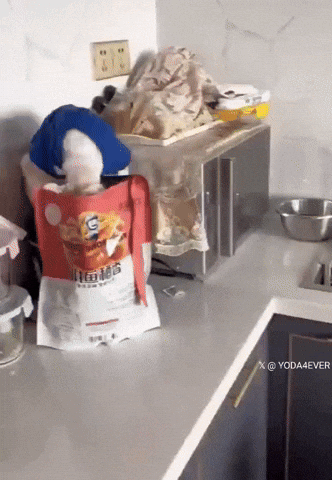 cuteanimalland giphyupload GIF