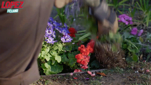 tv land flowers GIF by Lopez on TV Land