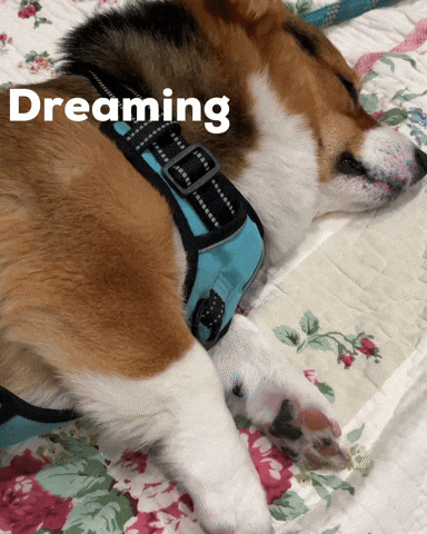 Dog Dreaming GIF