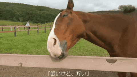 Horse Irl GIF