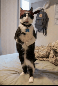 Thugcat GIF