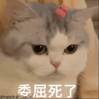 Cute Cat GIF