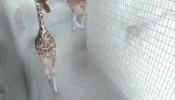 goofy GIF