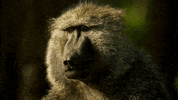 Sad Baboon GIF by Discovery