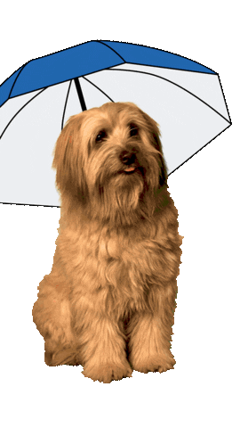 Dog Rain Sticker by Zurich Schweiz