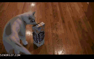 dog puppy GIF by Cheezburger