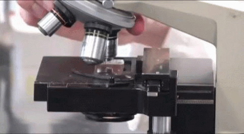 microscope GIF