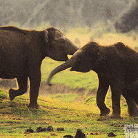 Fun Play GIF by BBC America