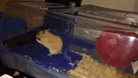 Daring Hamster Makes Great Escape