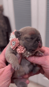 Puppy Love GIF by Grandiose Frenchies