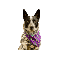 Loki Croki Sticker by Geekster Pets