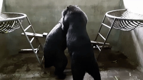 star and mekong play GIF