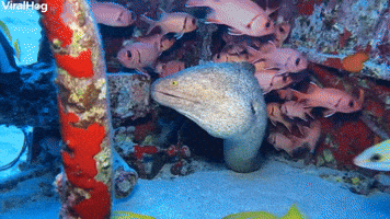 Scuba Divers Explore the Corsair Dive Site