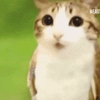 Meowl GIF