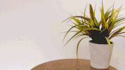 harry potter books GIF by PBS Digital Studios