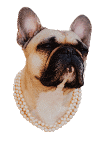 Dog Bulldog Sticker by House of Vincent