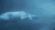 fail polar bear GIF by San Diego Zoo