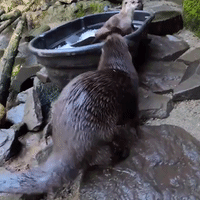Otters Have the Best Time Ever in Ice Bucket at Portland Zoo