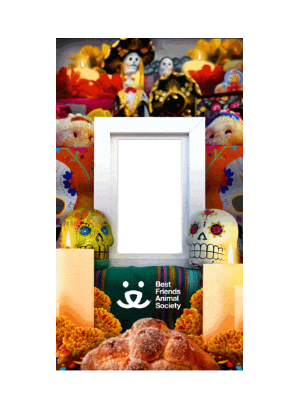 Day Of The Dead Frame Sticker by Best Friends Animal Society