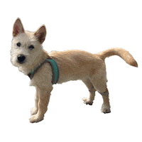 안녕 개 Sticker by HOPEDEN