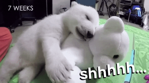 andcallmeshirley giphygifmaker bear adorable sleepy GIF