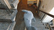 comspace office bored alone shark GIF