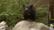 Endangered Species Australia GIF by Los Angeles Zoo