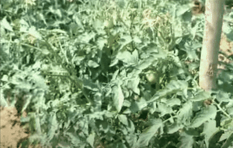sandhujitendra giphyupload india farm tomato GIF