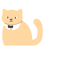 ruillu cat cats tubbs neko atsume Sticker