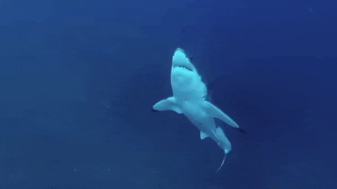 excited good morning GIF by Shark Week