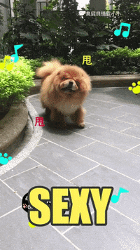 dog love GIF by Pamily