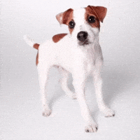 Jack Russel Terrier Puppy GIF