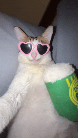 Silly Cat Bao Bao GIF