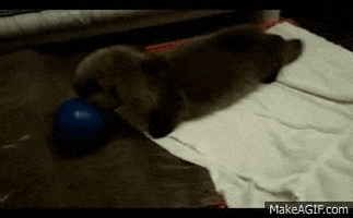 ball otter GIF