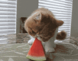 cat melon GIF