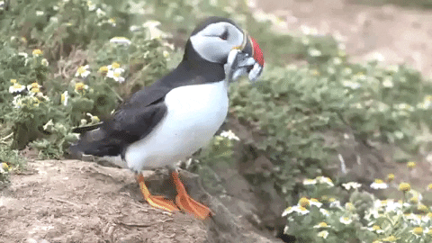 Surprised Atlantic Puffin GIF by Oceana