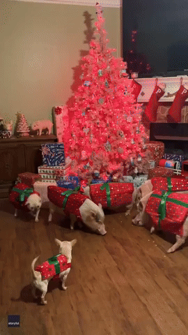 Adorable Pigs and Dogs Decked Out as Christmas Presents