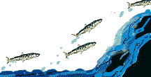 fish STICKER