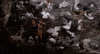 Christmas Wet Bandits GIF by Home Alone