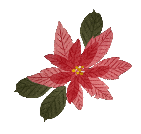 Poinsettia Sticker