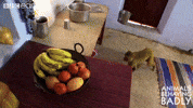 Hungry Food GIF by BBC Earth