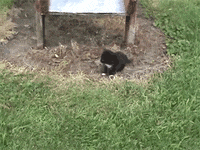 my pet cat GIF