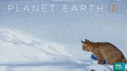 fail planet earth 2 GIF by BBC Earth