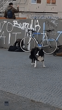 Dog-Cam Footage Shows Collie's POV as He Bounds Over Obstacles