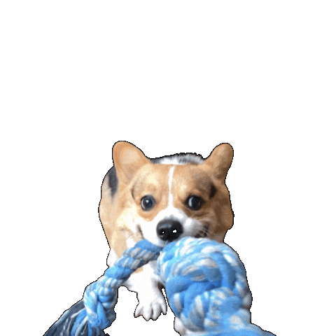 Corgi Milo Sticker