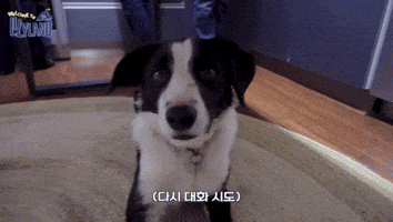 Dog Australia GIF