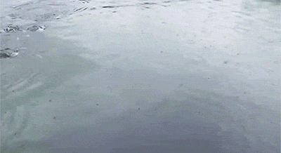 bubble whale GIF by Digg